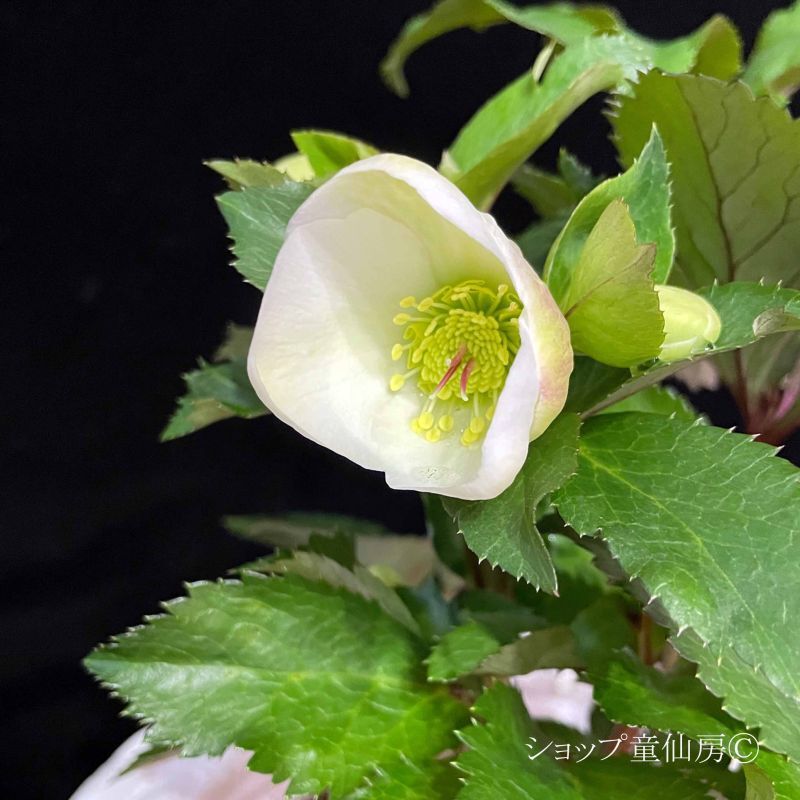 クリスマスローズ,童仙房ナーセリー＆ガーデンのクリスマスローズ,氷の