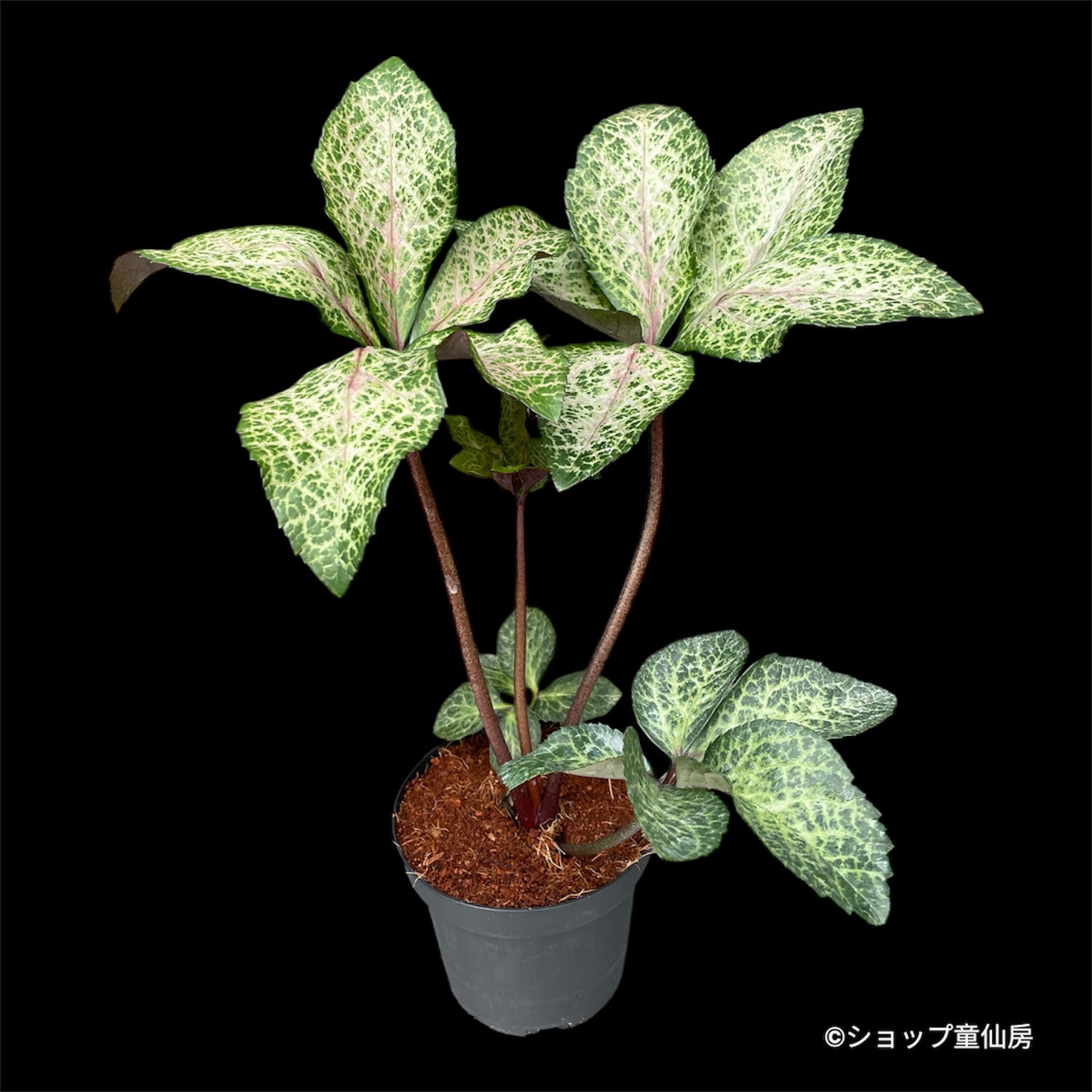 クリスマスローズ,童仙房ナーセリー＆ガーデンのクリスマスローズ,氷の