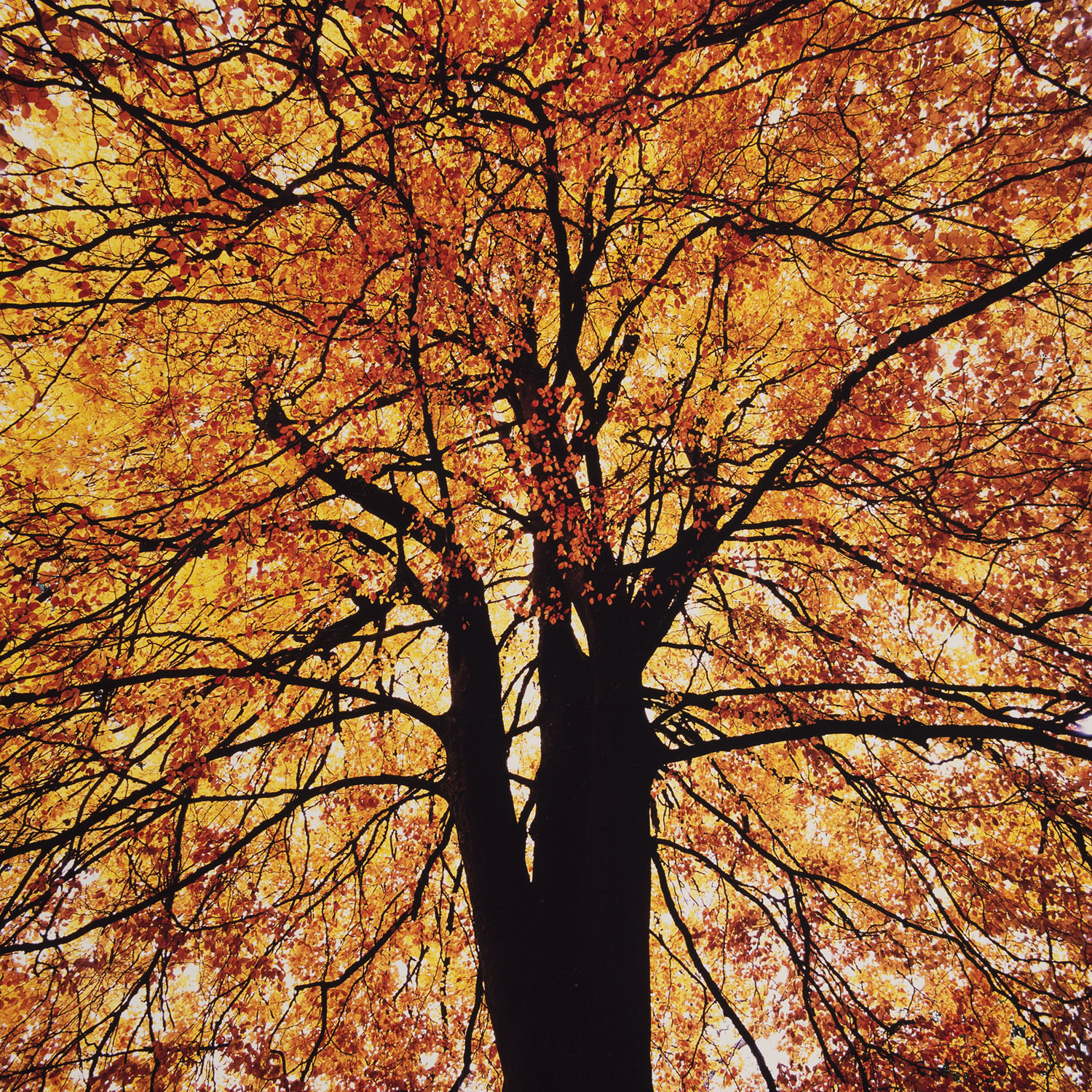 Hoshi Red Tree - Christopher Burkett | Handmade Cibachromes