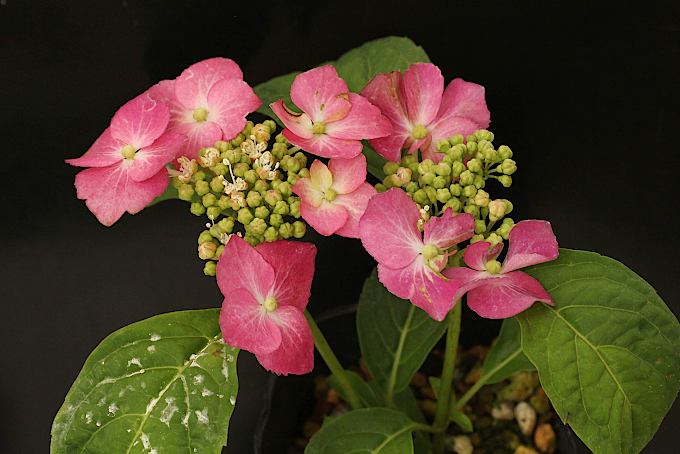 アジサイ 朝日 - 「中越植物園オンラインショップ」
