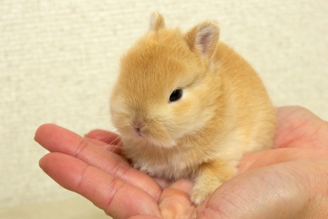 生後2週間のネザーランドドワーフのベビーです♪ | うさぎ専門店ちゅら