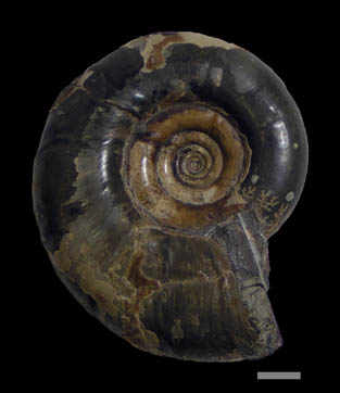 ゴードリセラス科のアンモナイト