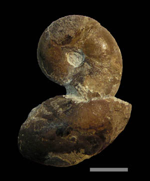 デスモセラス科のアンモナイト