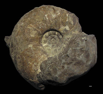 デスモセラス科のアンモナイト