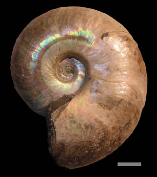 デスモセラス科のアンモナイト