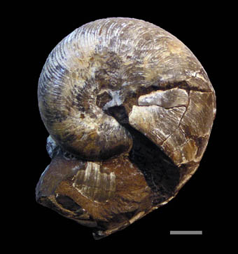 デスモセラス科のアンモナイト