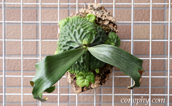 ビカクシダ（コウモリラン）・マダガスカリエンセの育て方：初めて