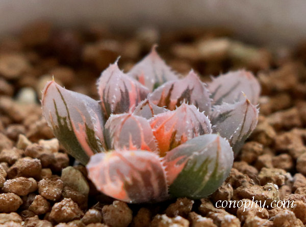 50E 多肉植物 ハオルチア OM✖️赤い鳥錦 糊斑 G*房様 多肉植物