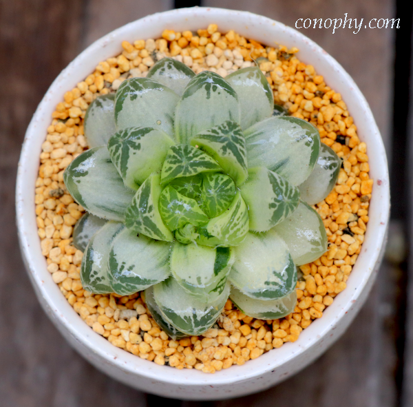 糊斑のハオルチア(白蛇伝・白銀の露など)の購入時の注意点/派手斑や全