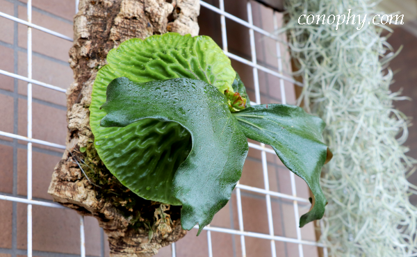 ビカクシダ・マダガスカリエンセのオリジナルクローン〔OC〕株の育て