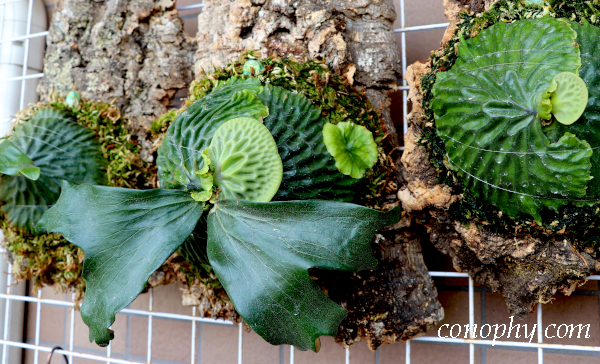 ビカクシダ・マダガスカリエンセのオリジナルクローン〔OC〕株の育て