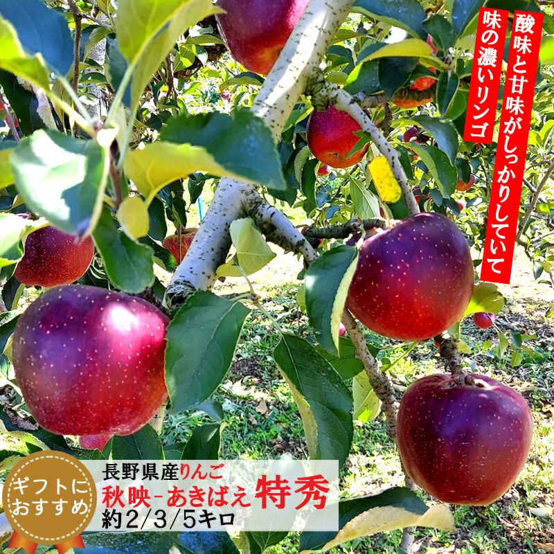 りんご|ココロマルシェ