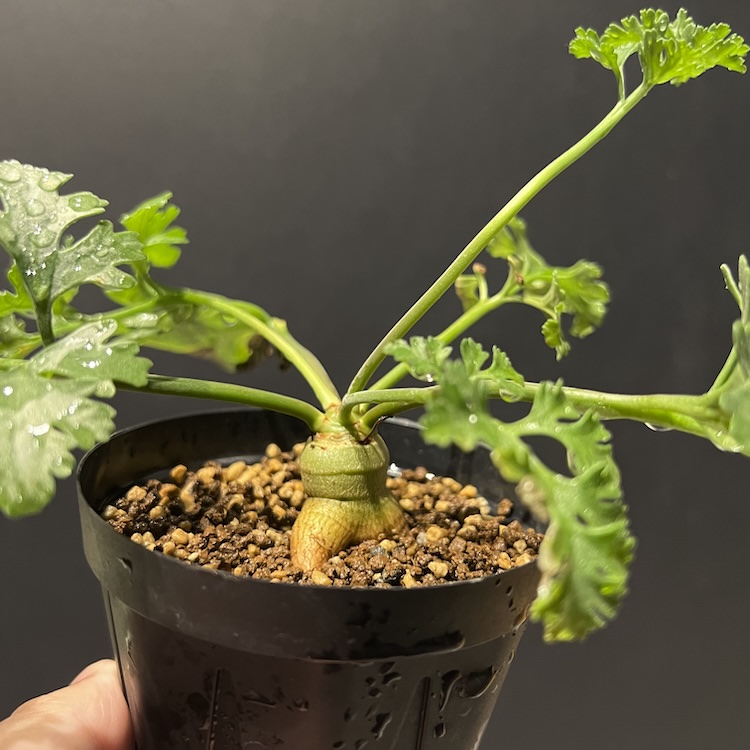 CODEXGREEN -コーデックス/塊根植物、多肉植物の育成日記