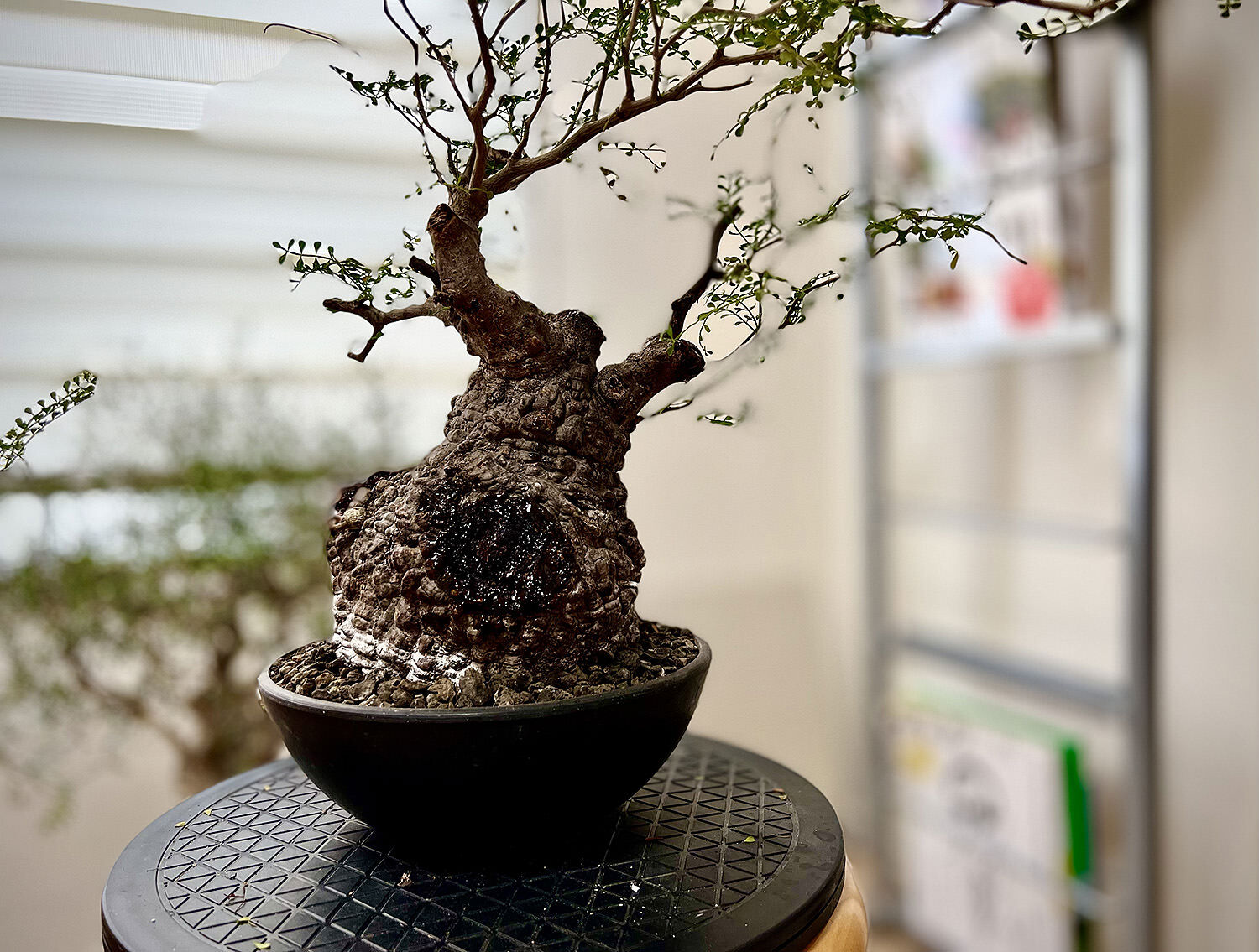 オペルクリカリア パキプス塊根約4センチ オペルクリカリア パキプス