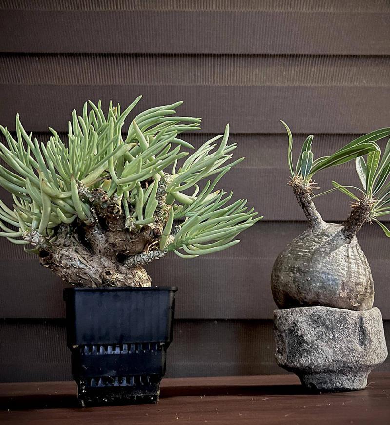 350日目】チレコドン・ペアルソニー Tylecodon pearsonii 現地株の発根