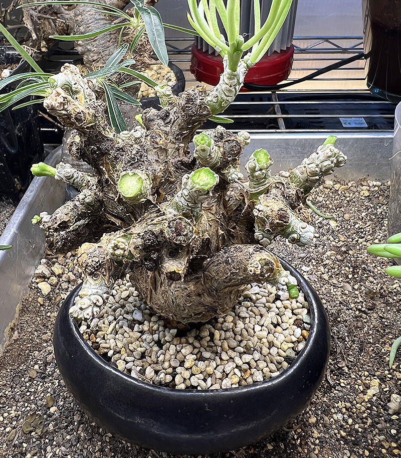 350日目】チレコドン・ペアルソニー Tylecodon pearsonii 現地株の発根