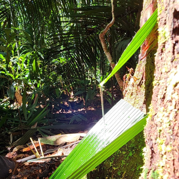 プレミアム コパイバ マリマリ 20ml｜コパイバ公式オンラインストア