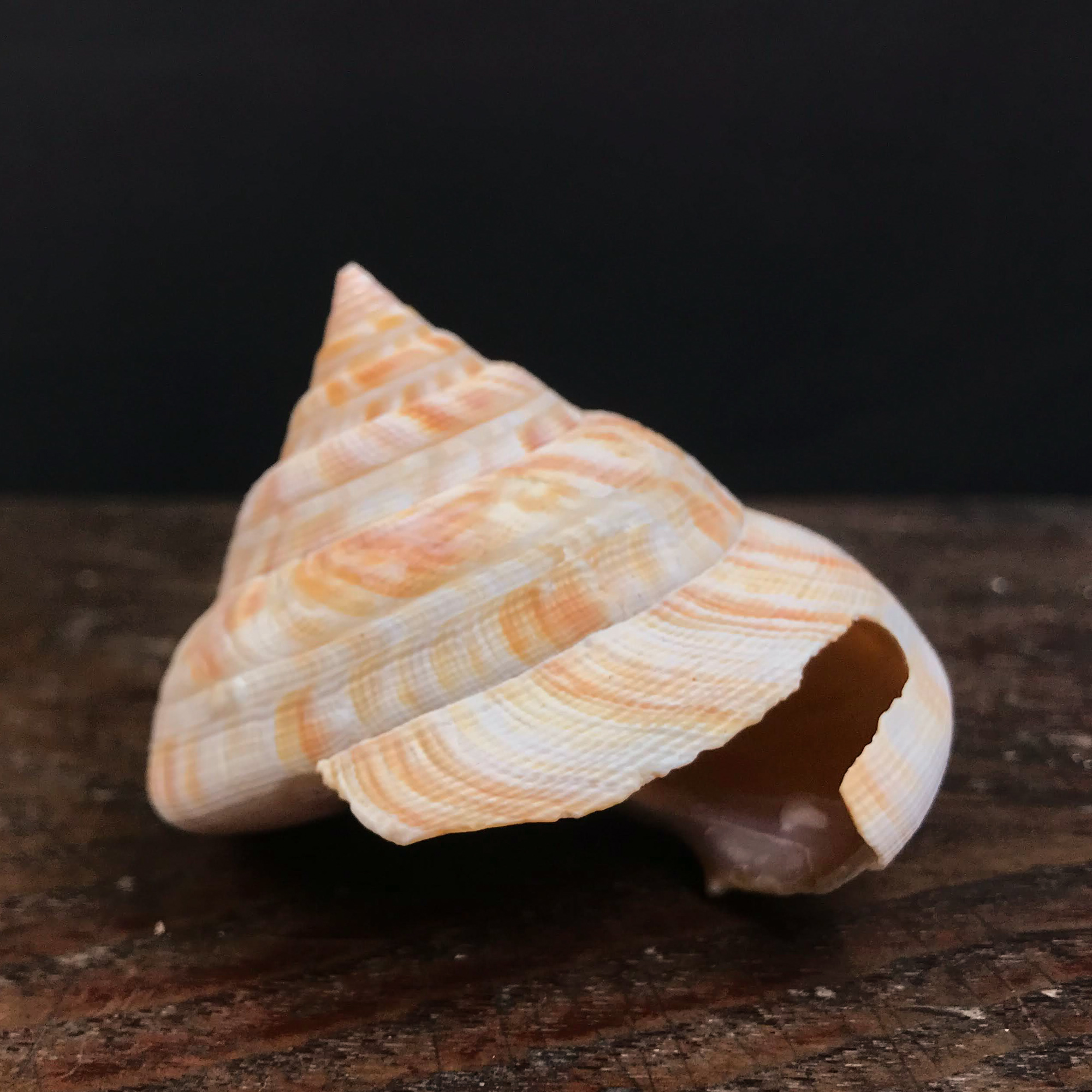 自然・標本 :: 標本 :: ベニオキナエビス Hirase's Slit Shell 71mm