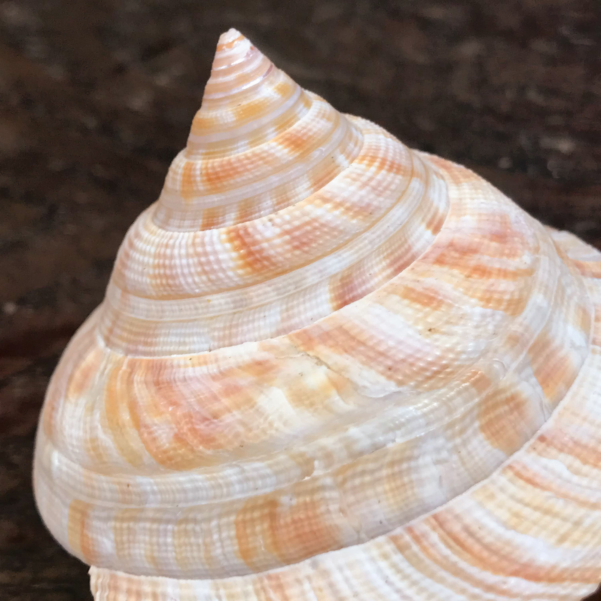 自然・標本 :: 標本 :: ベニオキナエビス Hirase's Slit Shell 71mm