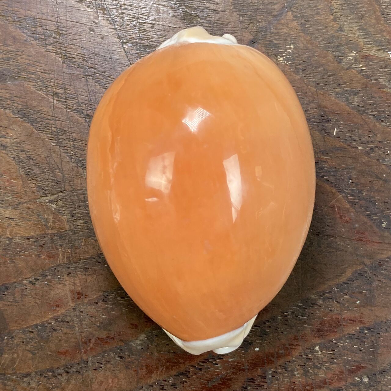 自然・標本 :: 標本 :: ナンヨウダカラ Golden Cowry 82mm ラベルなし