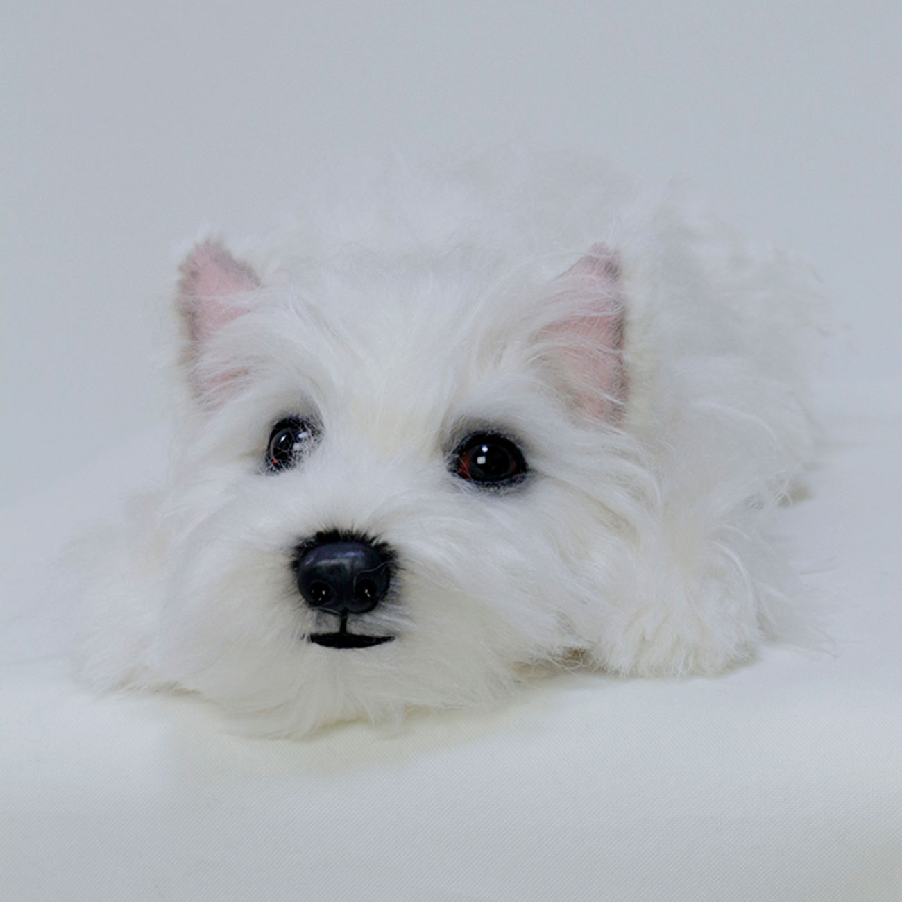 210601 ノエル ウェストハイランドホワイトテリア - 【公式