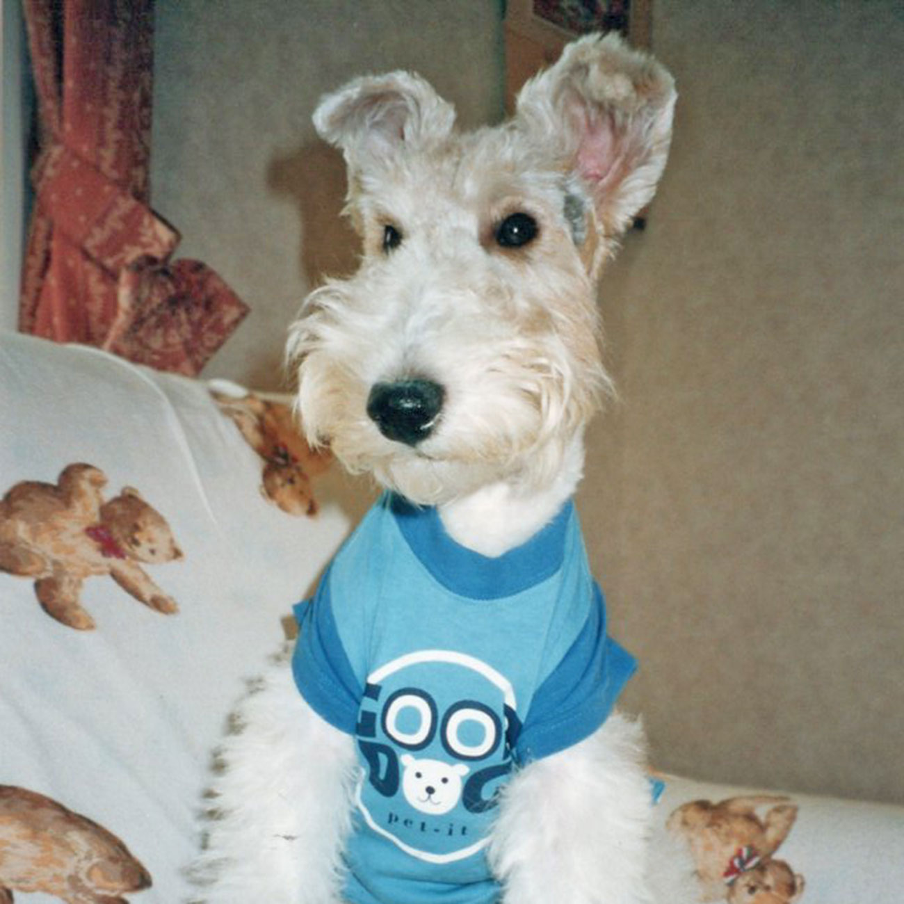 210611 アレン ワイヤーフォックステリア - 【公式】ぬいぐるみの