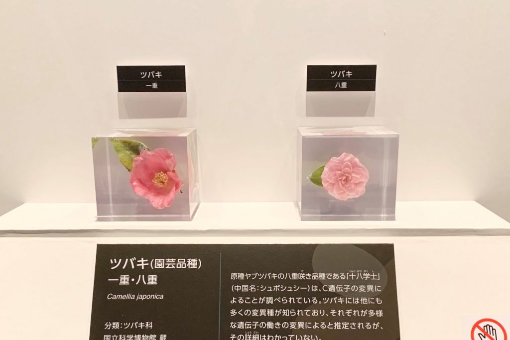 国立科学博物館】「植物 地球を支える仲間たち」会場レポート 不思議と