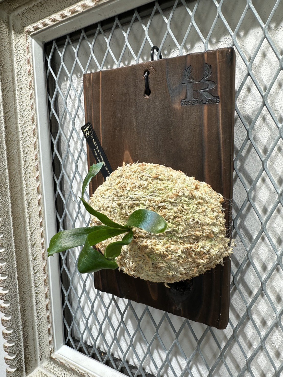 ササイ様専用】P.hillii Rod Pattison spore 送料込 - ROSSO 〜 BETTA