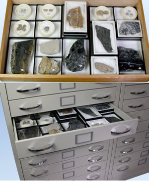 ニチカ 一般化石組標本 - クリスタルポケット