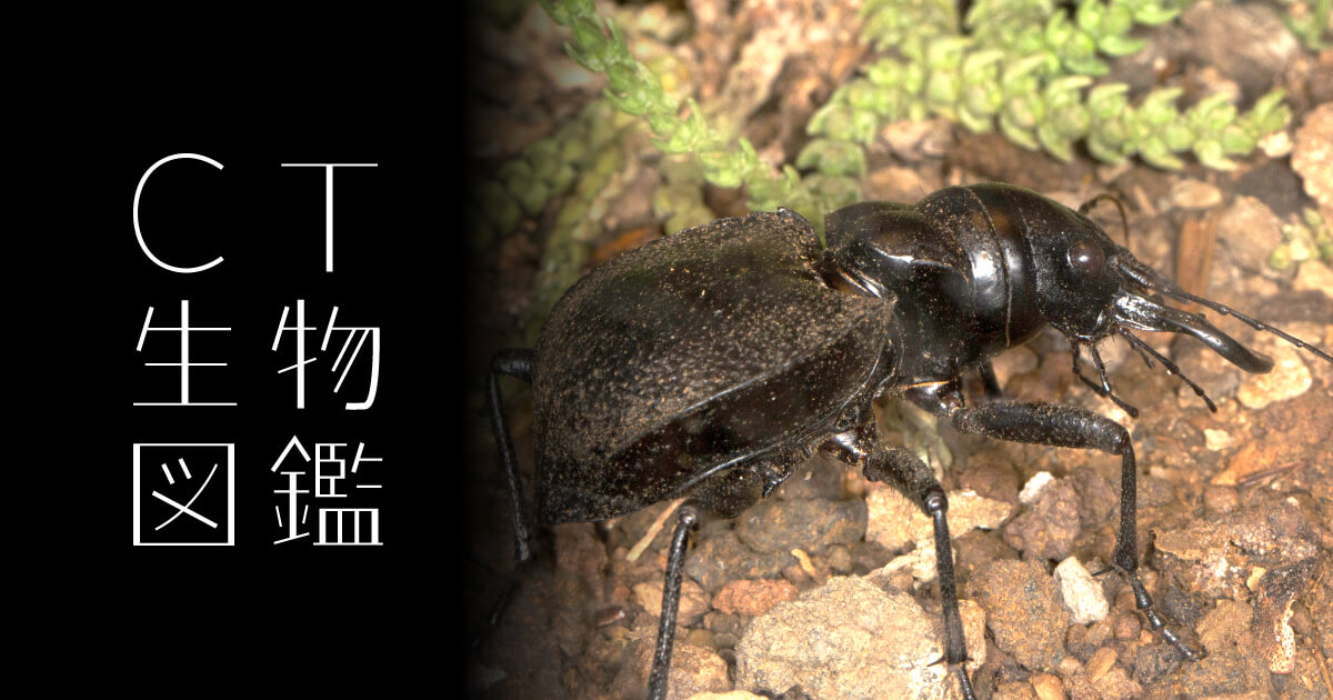 No.27 オオエンマハンミョウ | CT生物図鑑