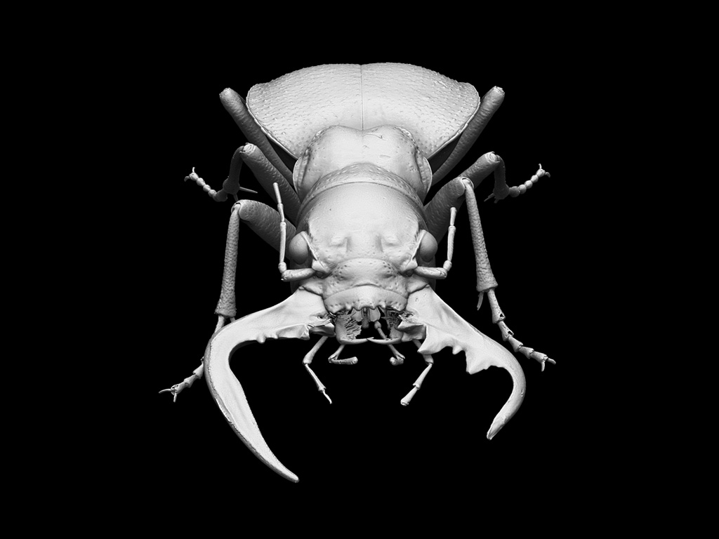 No.27 オオエンマハンミョウ | CT生物図鑑