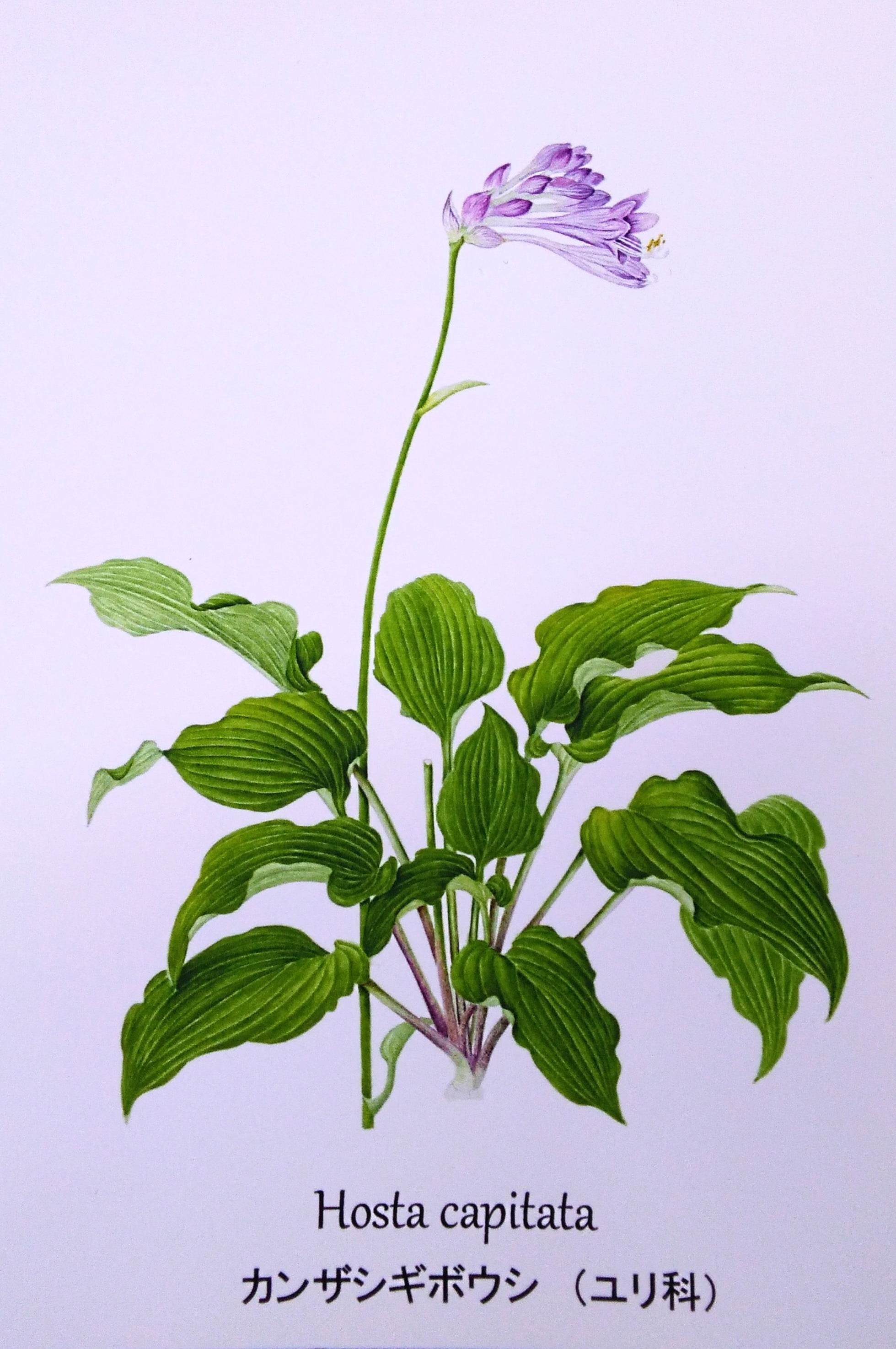 ボタニカルアート(植物画)｜つかしんカルチャーセンター｜グンゼタウン