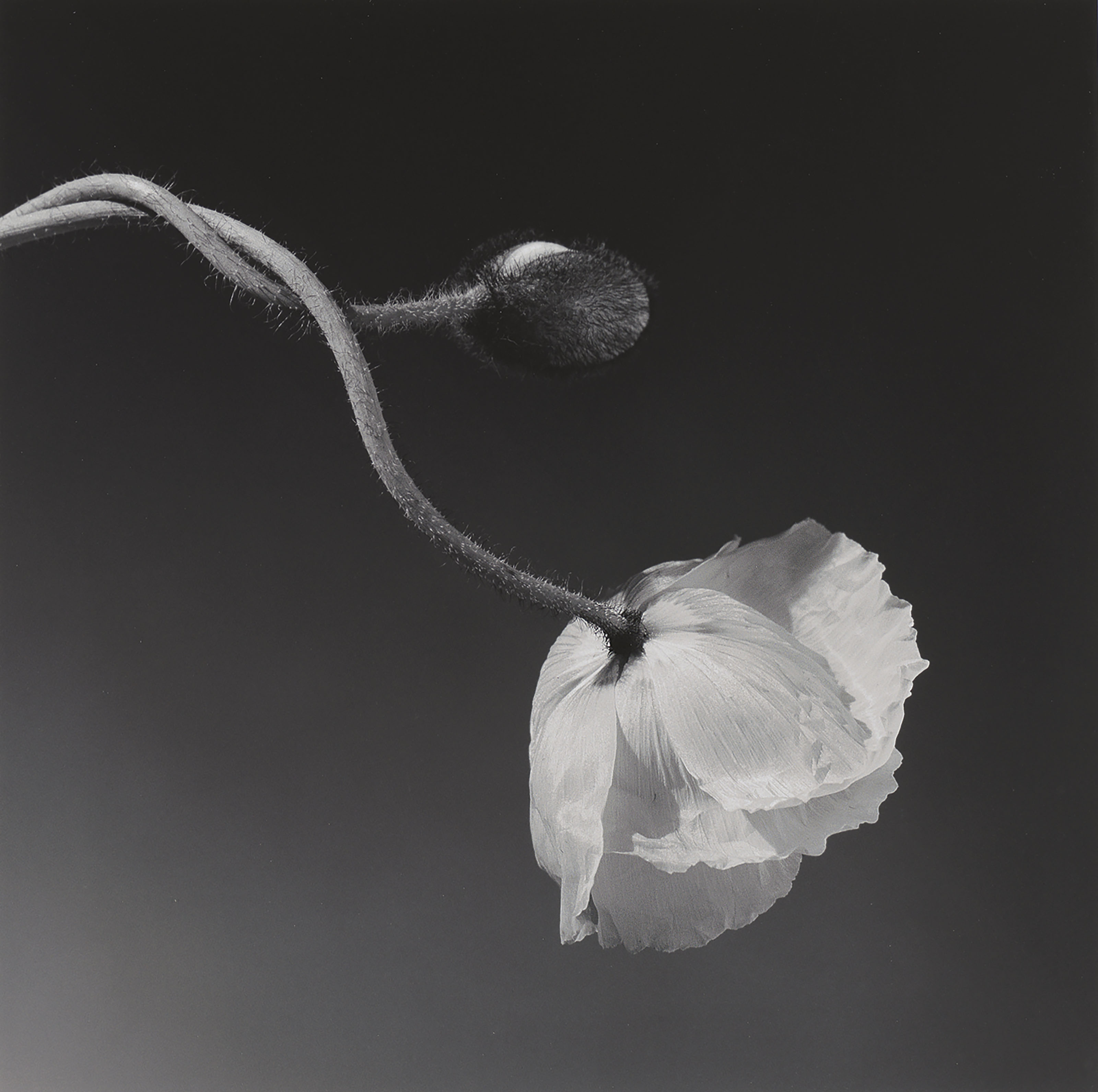 ロバート・メイプルソープ ゼラチンシルバープリント 限定10 《ケシ