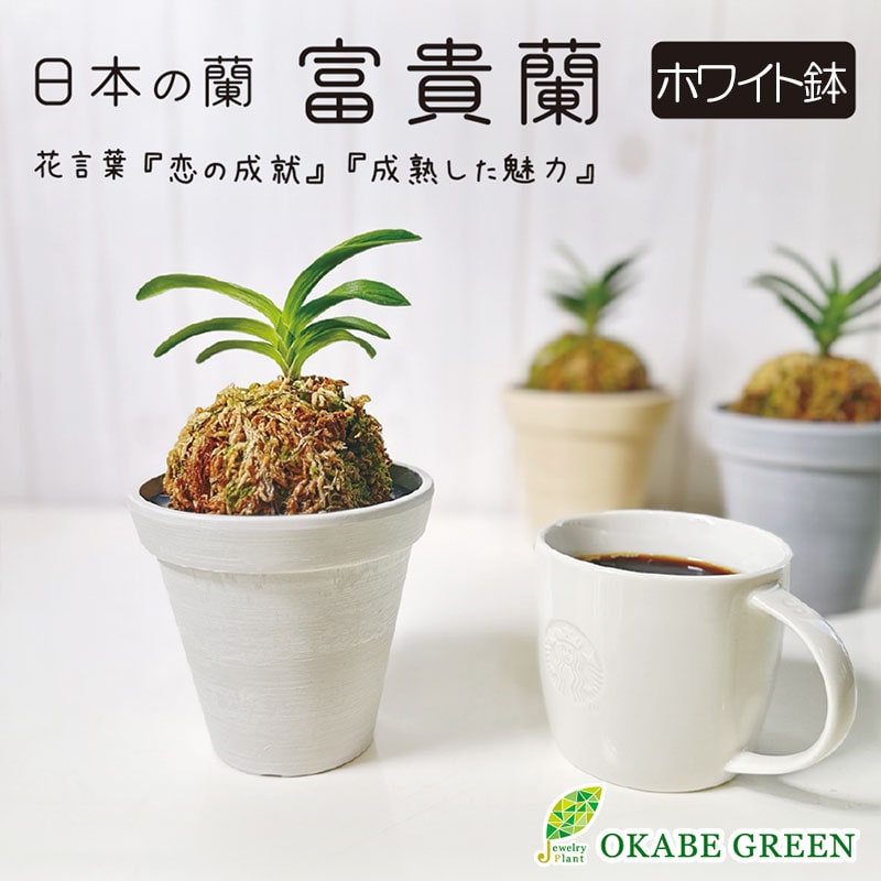 日本の蘭 富貴蘭（エコポット鉢 ／ホワイト）｜郵便局のネットショップ