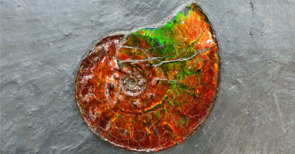 圧巻。オパールになった化石たち | カラッツ Gem Magazine