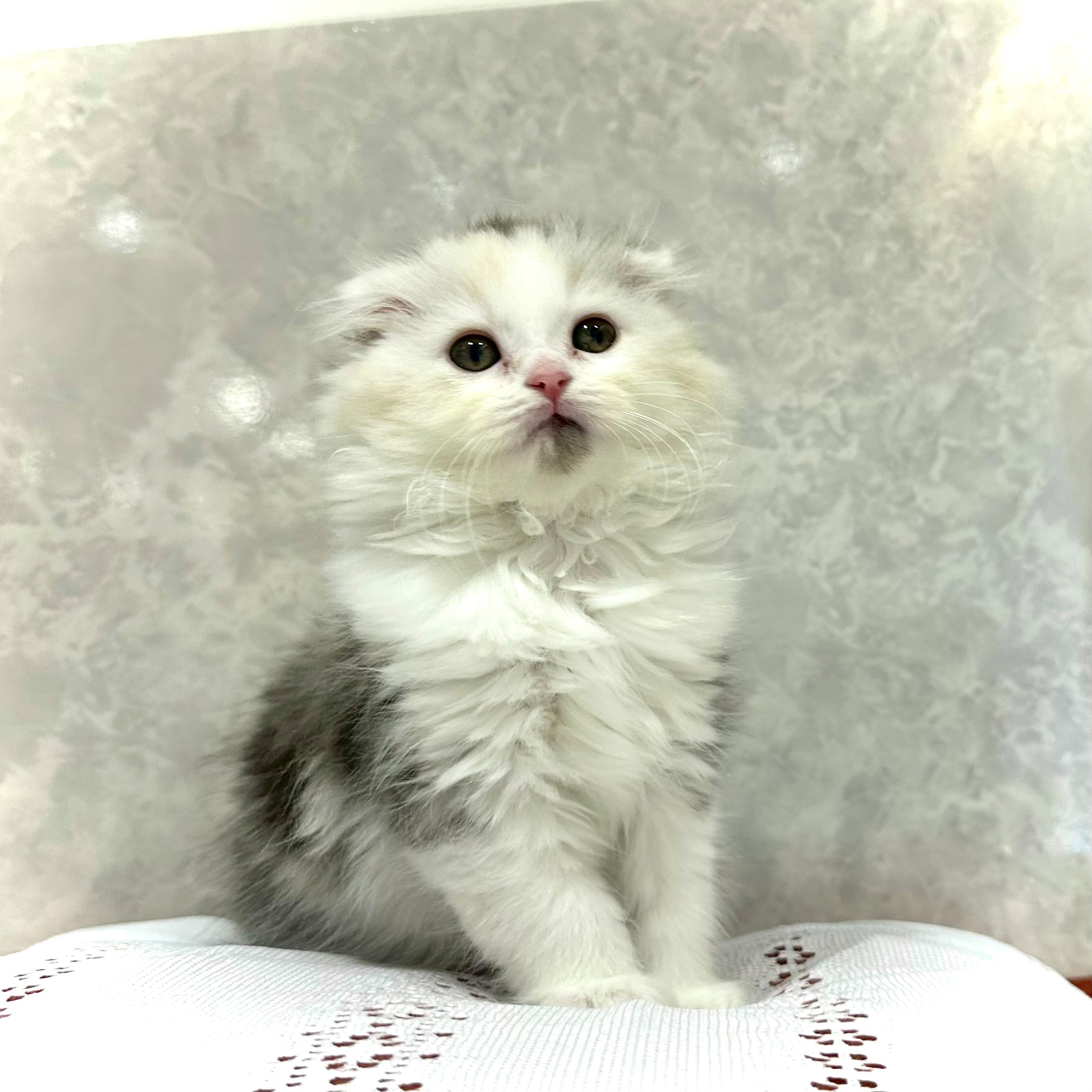 シルバー系のスコティッシュフォールドの子猫一覧 | ペットショップ 犬