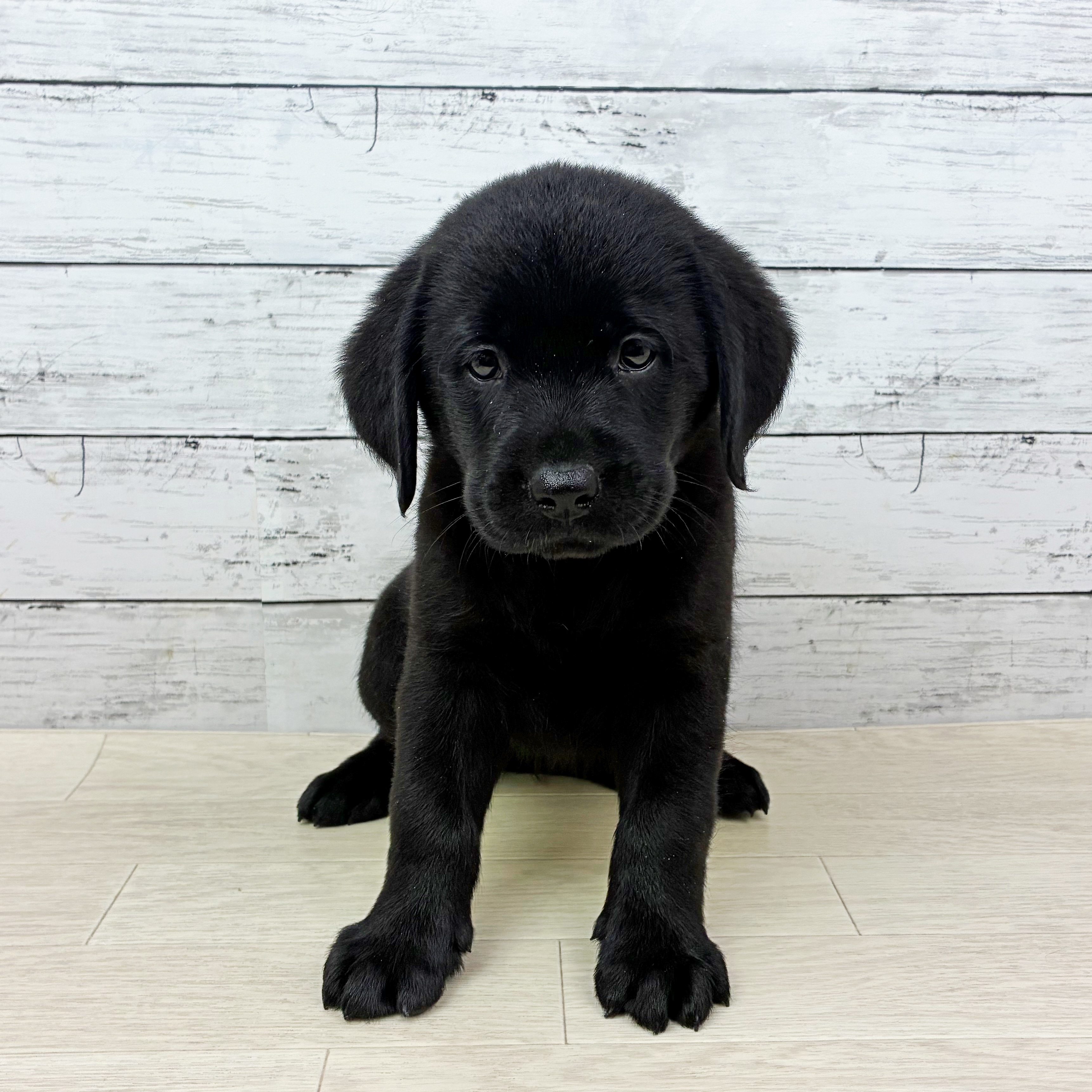 長野県のラブラドールレトリーバー ブラック 女の子のご紹介(199678