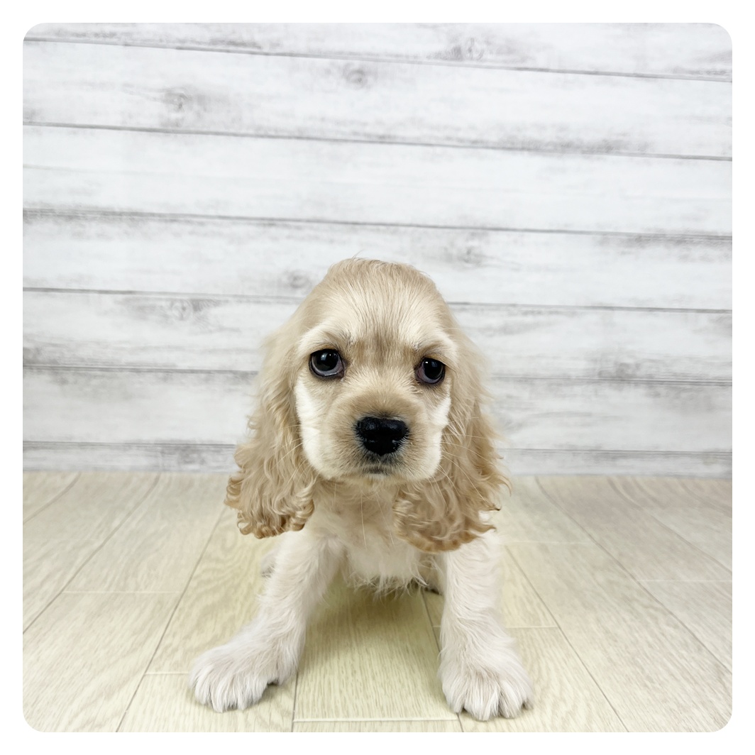 アメリカンコッカースパニエルの子犬を価格や特徴で探す|ペット