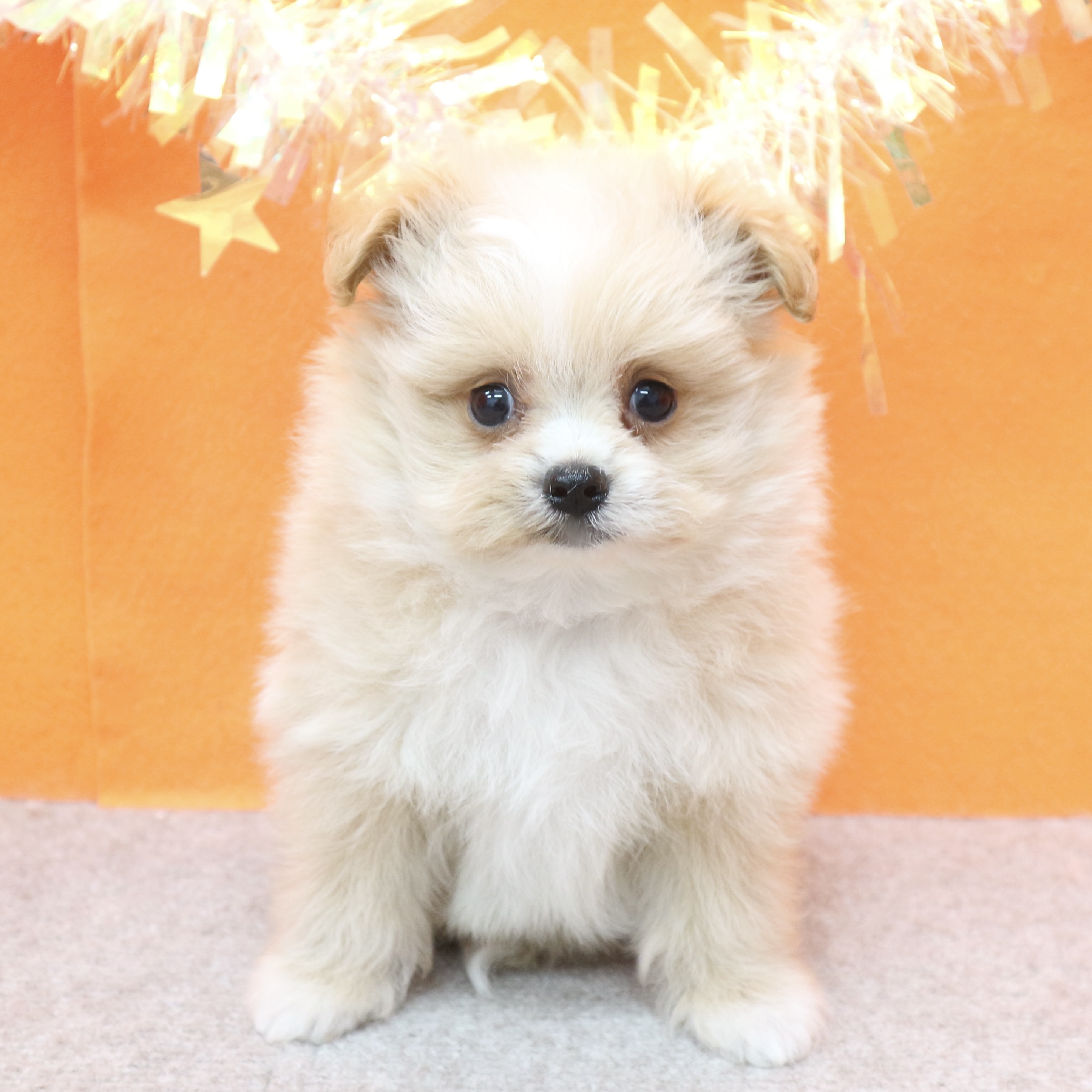 シェットランドシープドッグの子犬一覧 | ペットショップ 犬の家&猫の