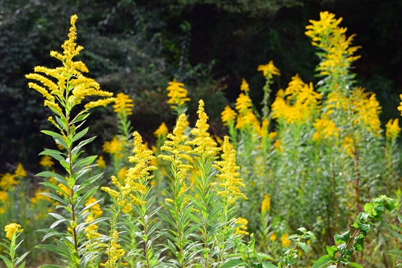 セイタカアワダチソウ（背高泡立草）