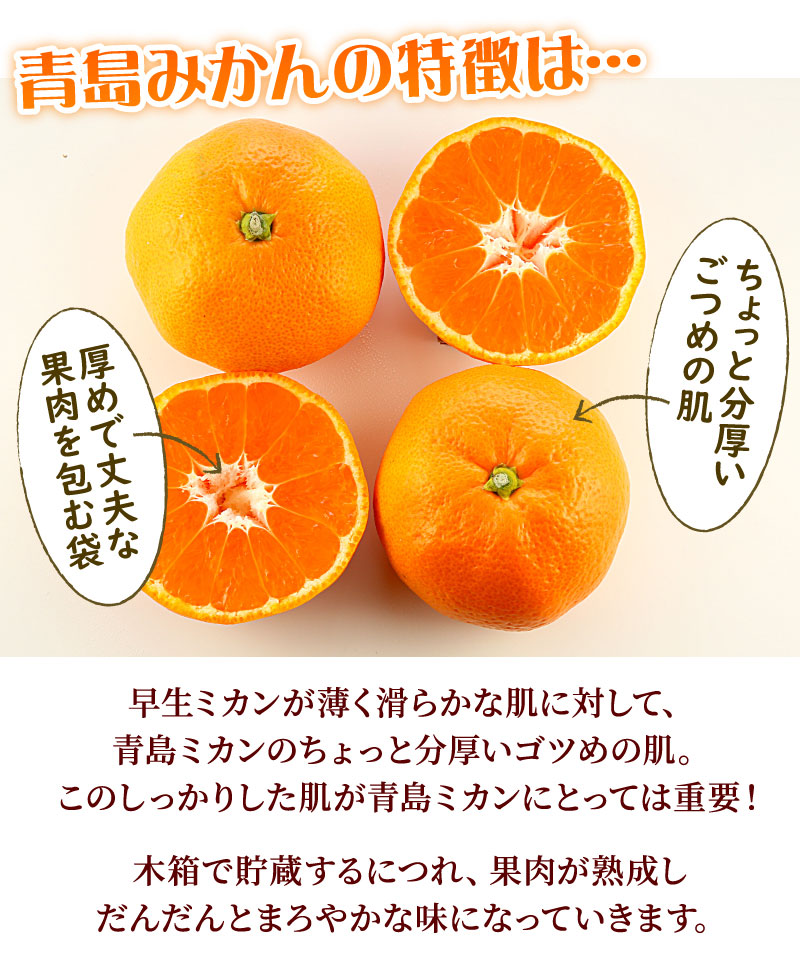 静岡県産みかんの定番 青島みかん10kg エレ・ミカン 送料無料│大五