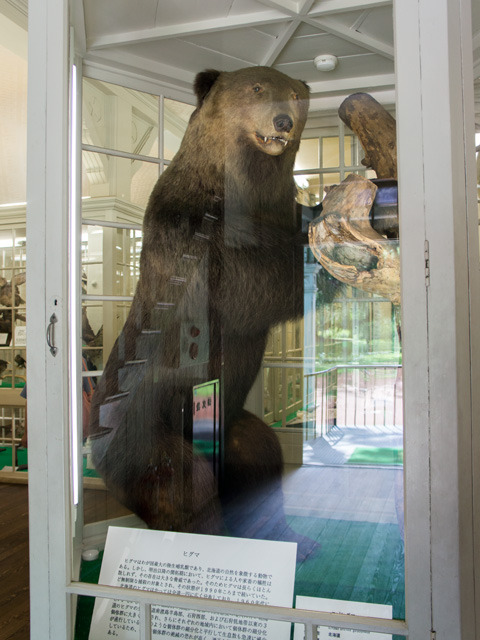 札幌にクマの剥製はいくつあるか :: デイリーポータルZ