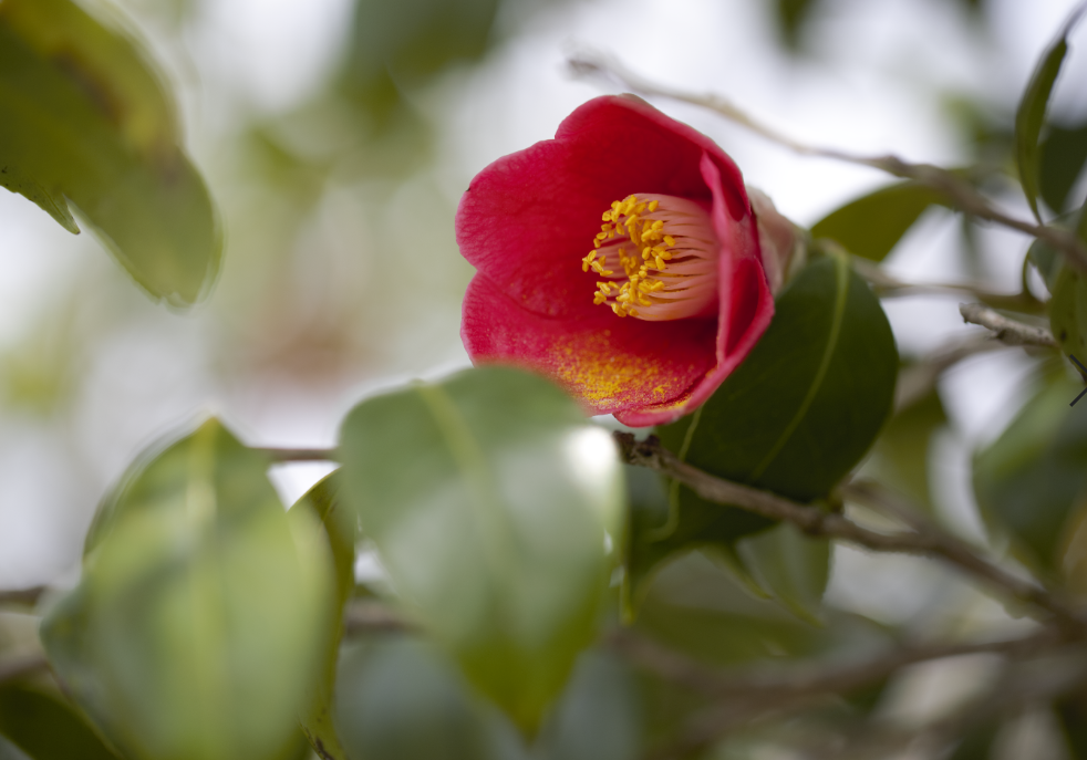 かづら清の練香水 | NORITZ DAYS 【ノーリツ公式オンラインショップ】