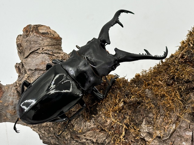 ギラファ最高峰!ダイスケ・ギラファ(貴重WF-1/F2♂♀別ライン) 特大