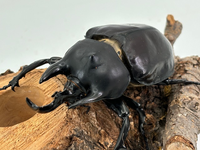 最重量BIG!レックス /ゾウカブト(アクティオン) 成虫 ♂100～120mmUP