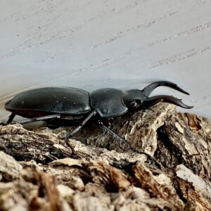 アマミシカクワガタ♂Msizeフリーペア 希少種/採集禁止/国産唯一の