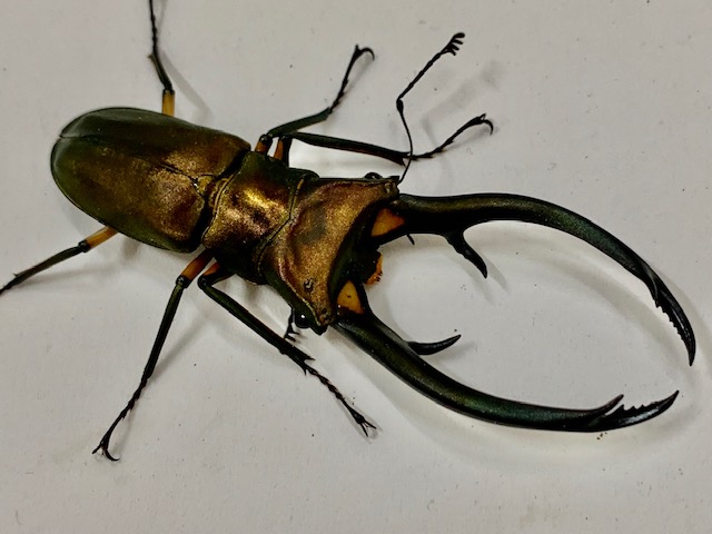 キクロマトス最大種! エラフスホソアカ大型♂90㎜upペア F-ZERO 超柔材