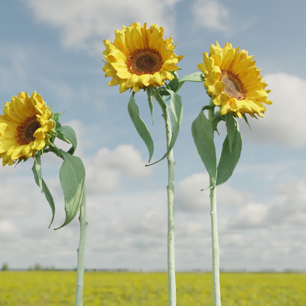 無料-気まぐれ3Dモデル ひまわり[ himawari ] – ddd | フォトグラ