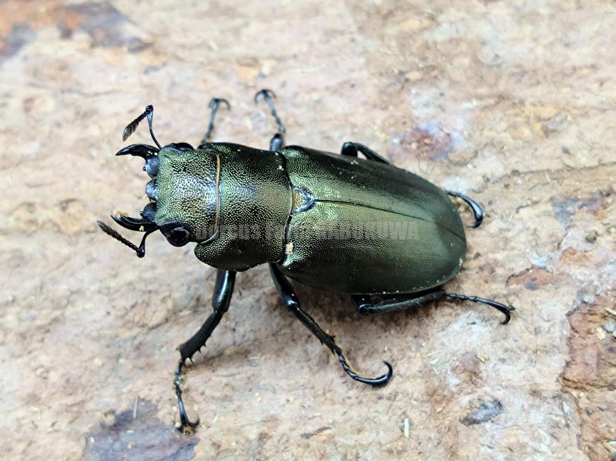 新成虫☆天然からのF2☆アルファック産☆モンギロンホソアカ♂71mm