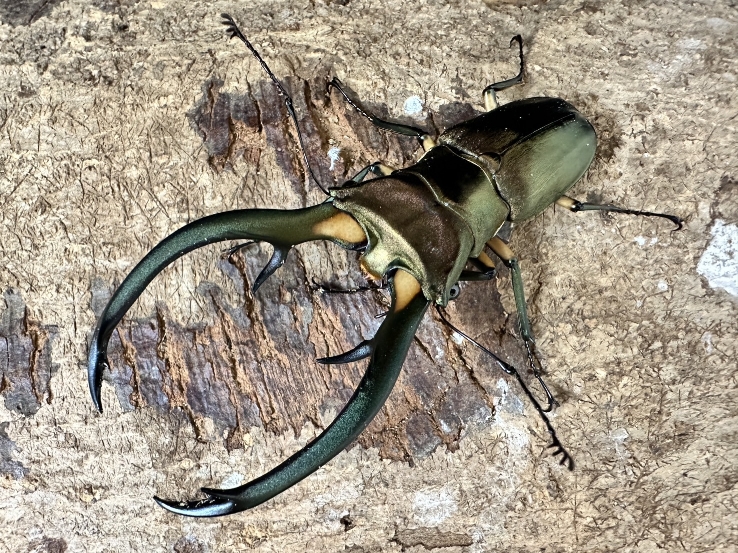 ☆天然☆エラフスホソアカ☆成虫ペア | Dorcusfarm